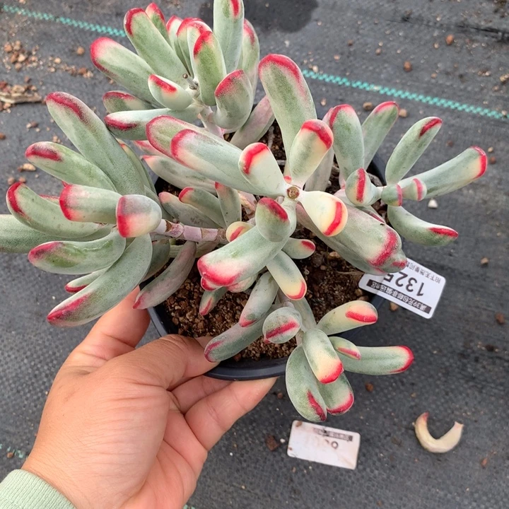 无花朵帮叶福娘锦1325