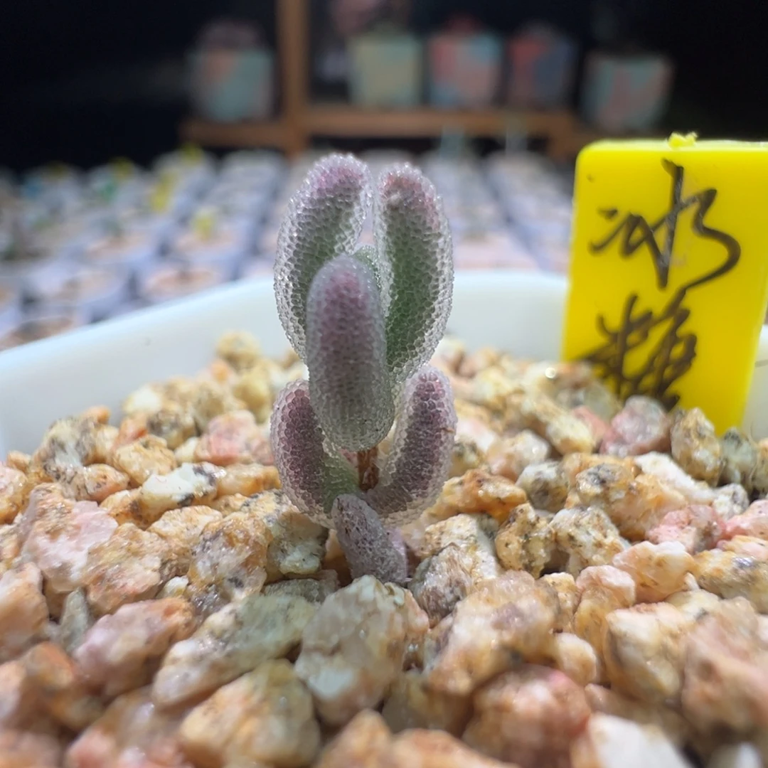 巨厚巨闪，尺寸很小，240实生冰糖雪梨，拍下不退不换