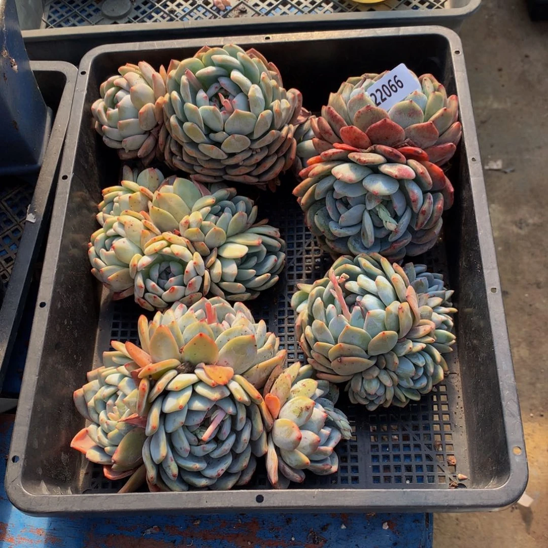 小*容22066五个一起嗯嗯嗯嗯