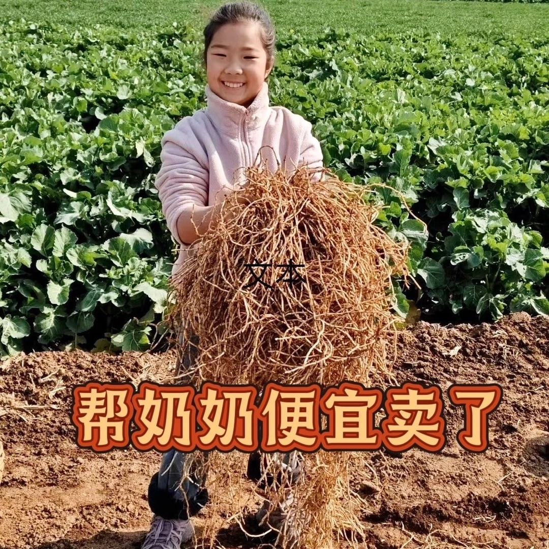 新鲜折耳根鱼腥草现挖嫩根当季凉拌蔬菜侧耳根猪鼻供开胃小菜火锅