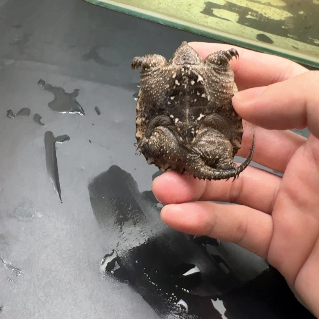 小鳄龟不分公母444