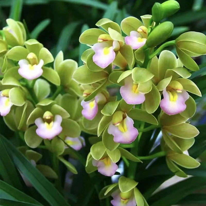 【香兰】5-7个花剑起带花苞兰花四季常青室内花卉好养花期长久代