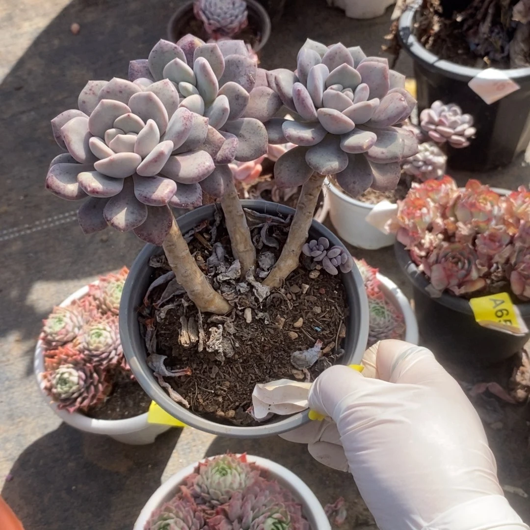 650白鹭老桩一物一拍