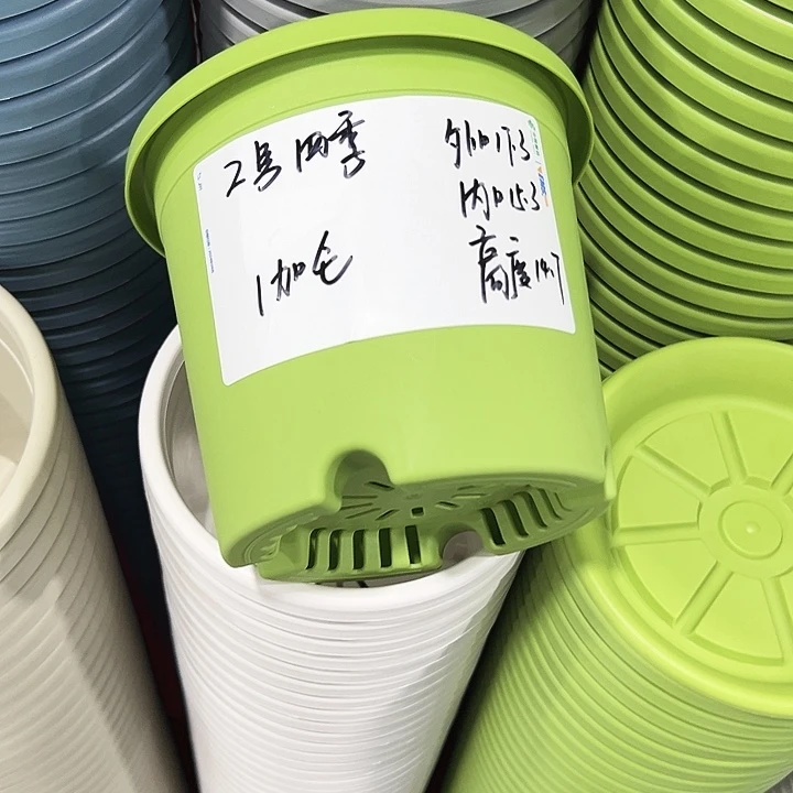 正品四季口17.3高14.7果绿无托10只