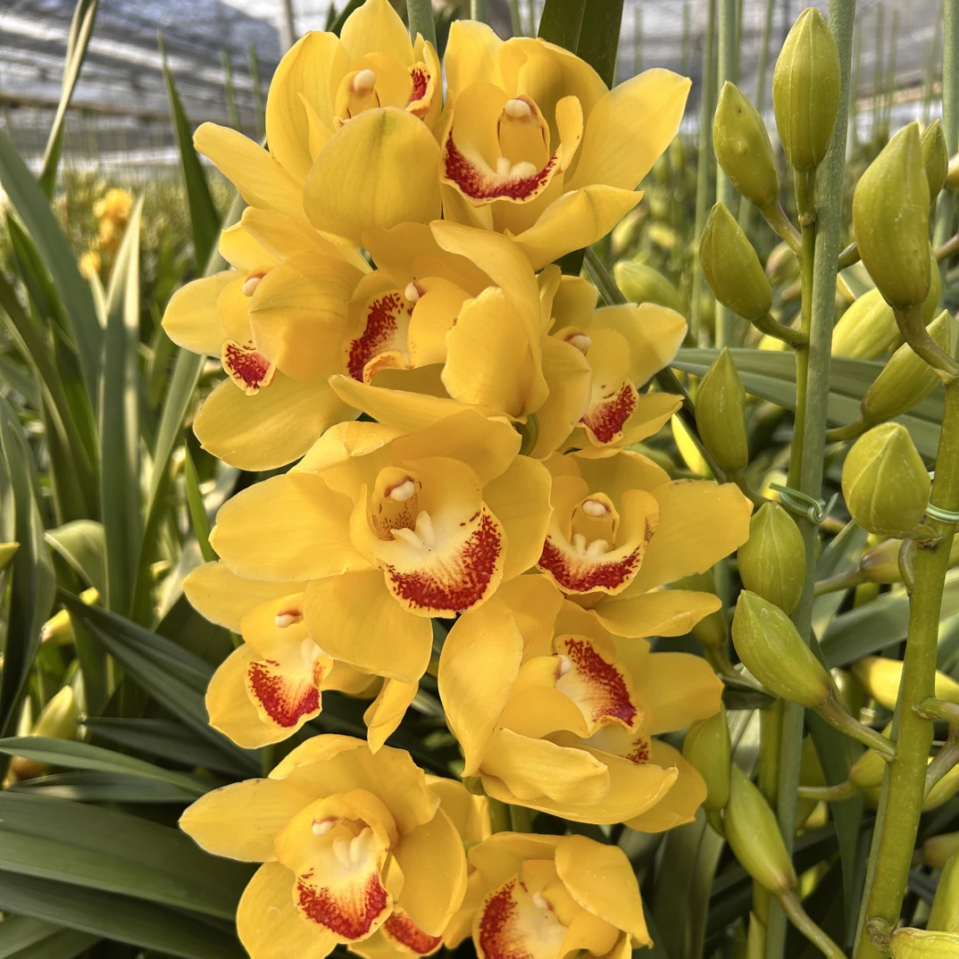 月影 珠圆玉润黄色系大颗比较重（花盆破了不售后）