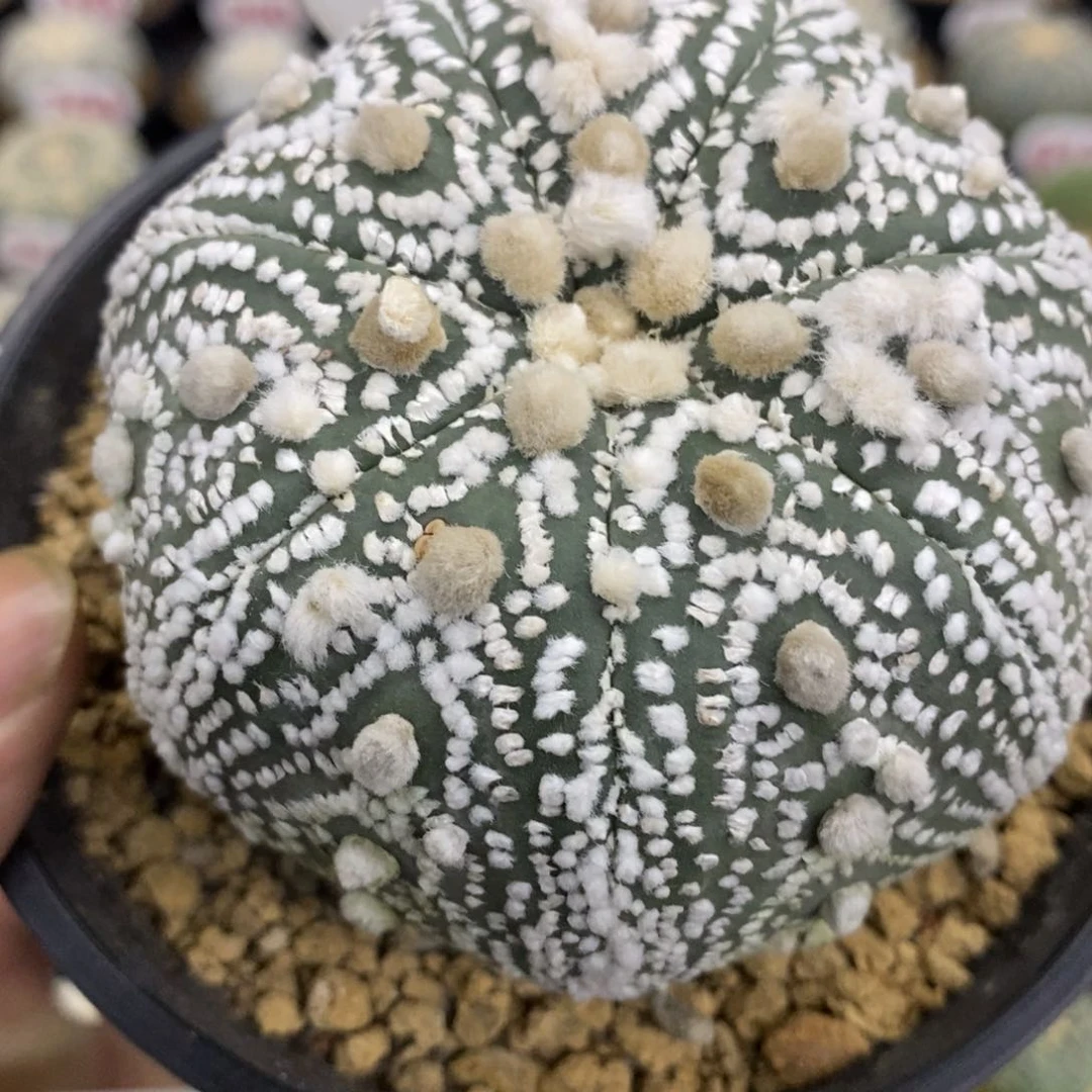 1276七愣大绒花园兜