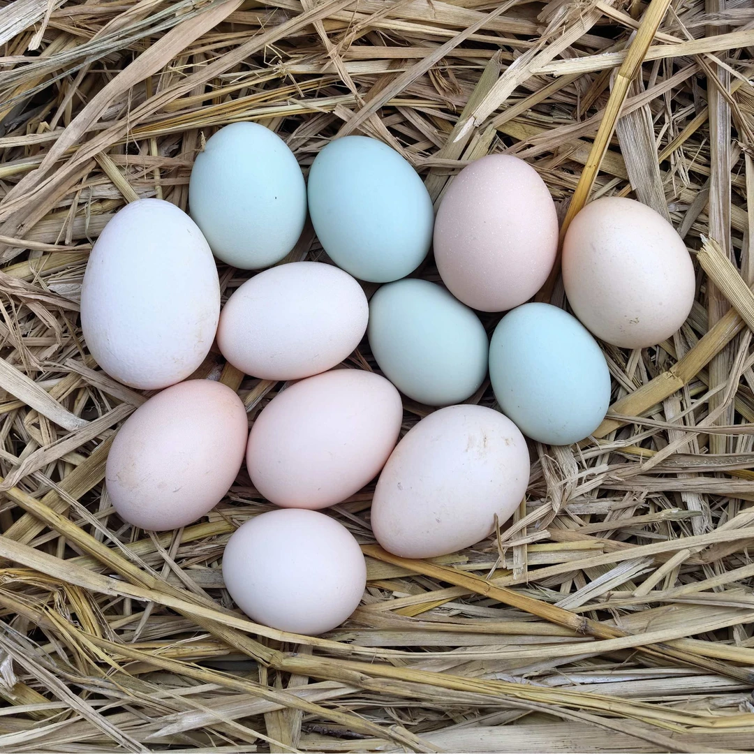 天水朱比特传统散养土鸡蛋50枚装