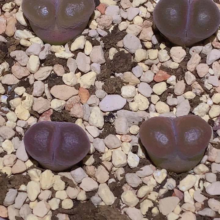 4099899866866999996696589