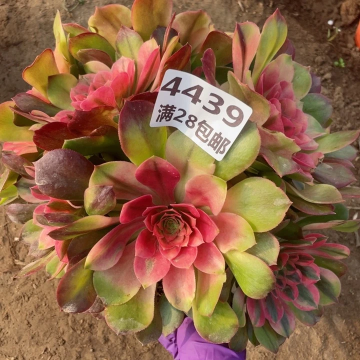 4439一号棚雅典娜C