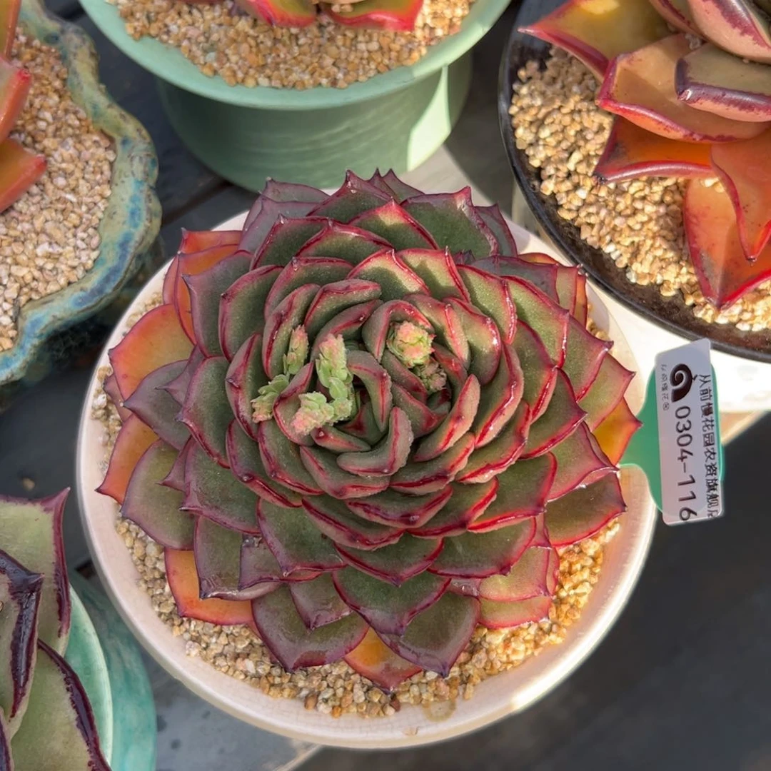 多肉一物一拍0304-116