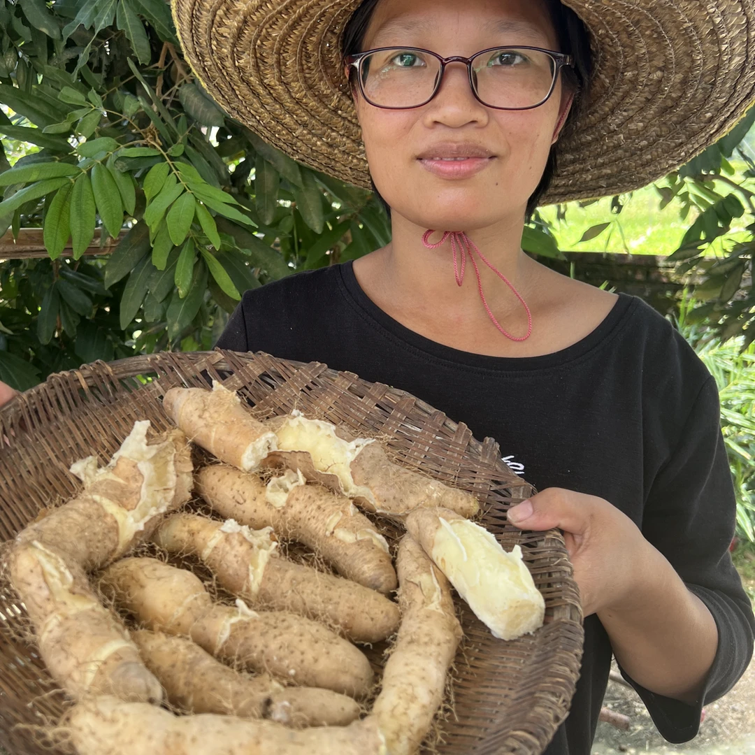 广东阳春农家自种甜薯