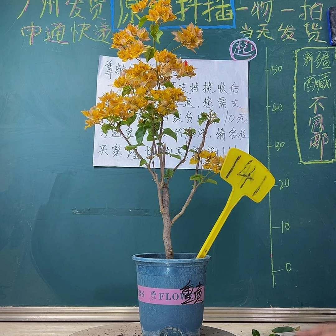 当前无花栽培后可以开花 重瓣黄  141