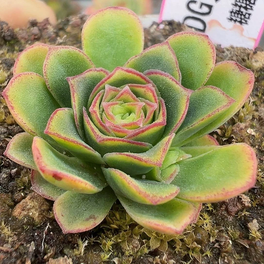 糖糖565 龙宝 DG 小 福利