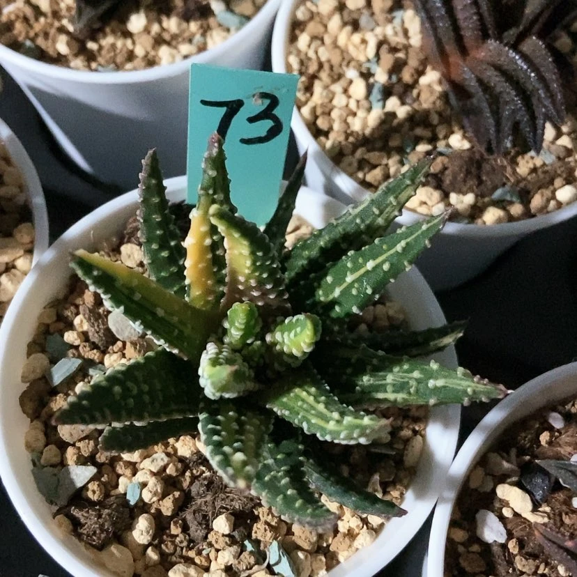 【闪购商品】73冬之星座锦