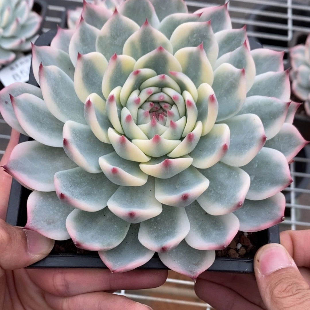 吉娃娃多肉植物8502