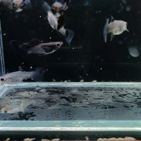 孔雀鱼蓝玫瑰三对