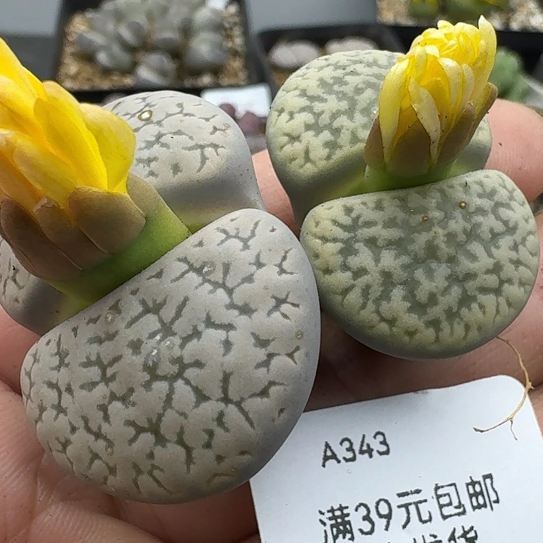 五***.343多肉哈哈哈哈哈哈哈