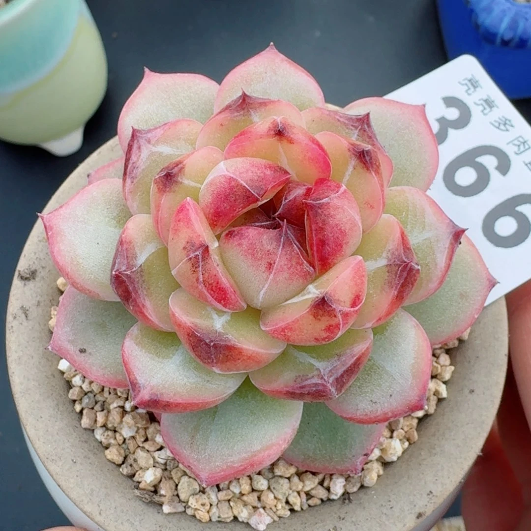 孤品      愿你一路坦途，乘风破浪展宏图