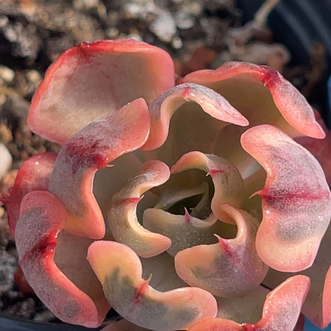 尚品特价泪无痕白锦