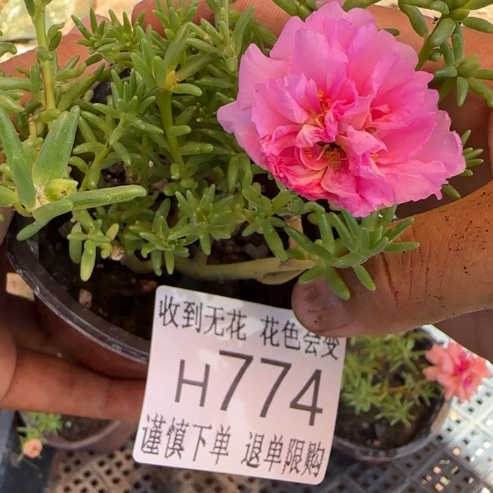 无花朵H774超小苗盆口10cm可能有虫糖宝