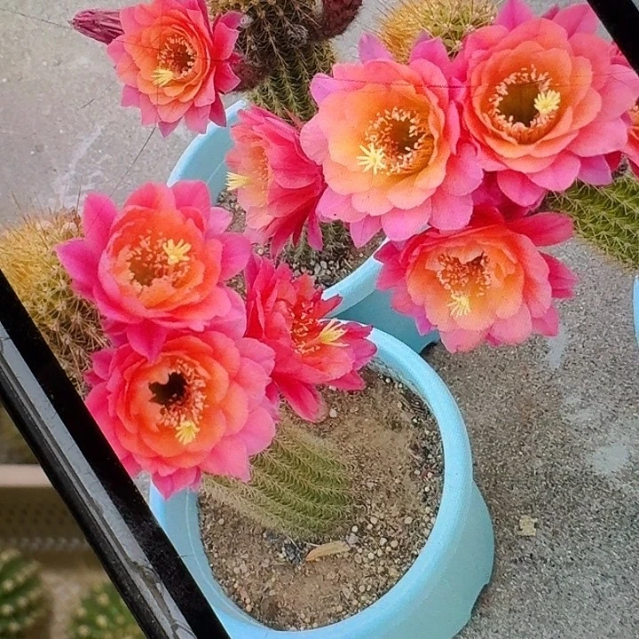 时光侧芽7公分金妞