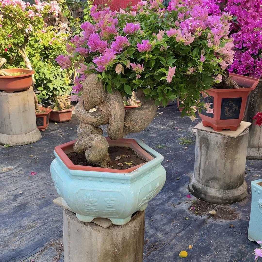 包*粉红豹11111111