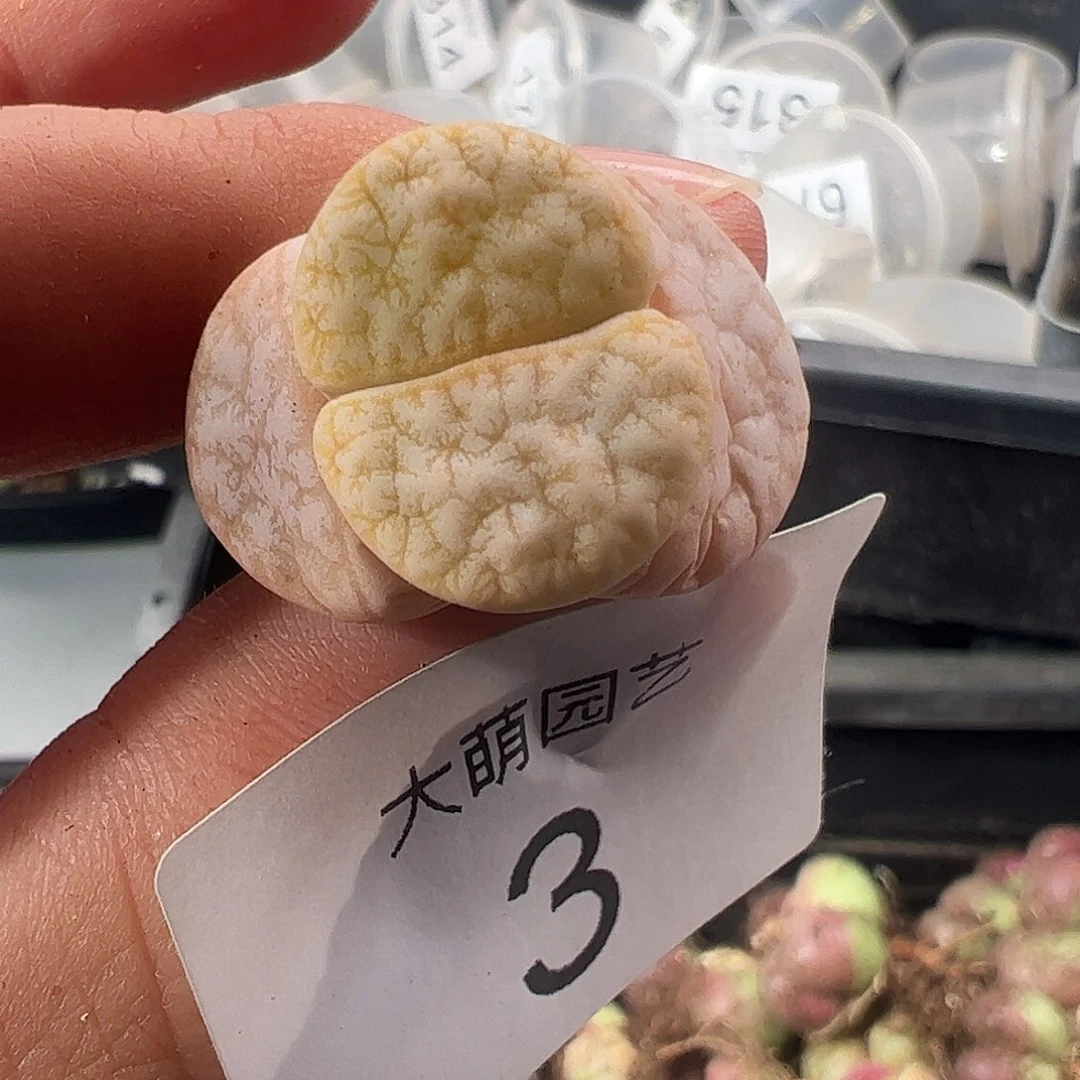 一物一拍脱土发。   3
