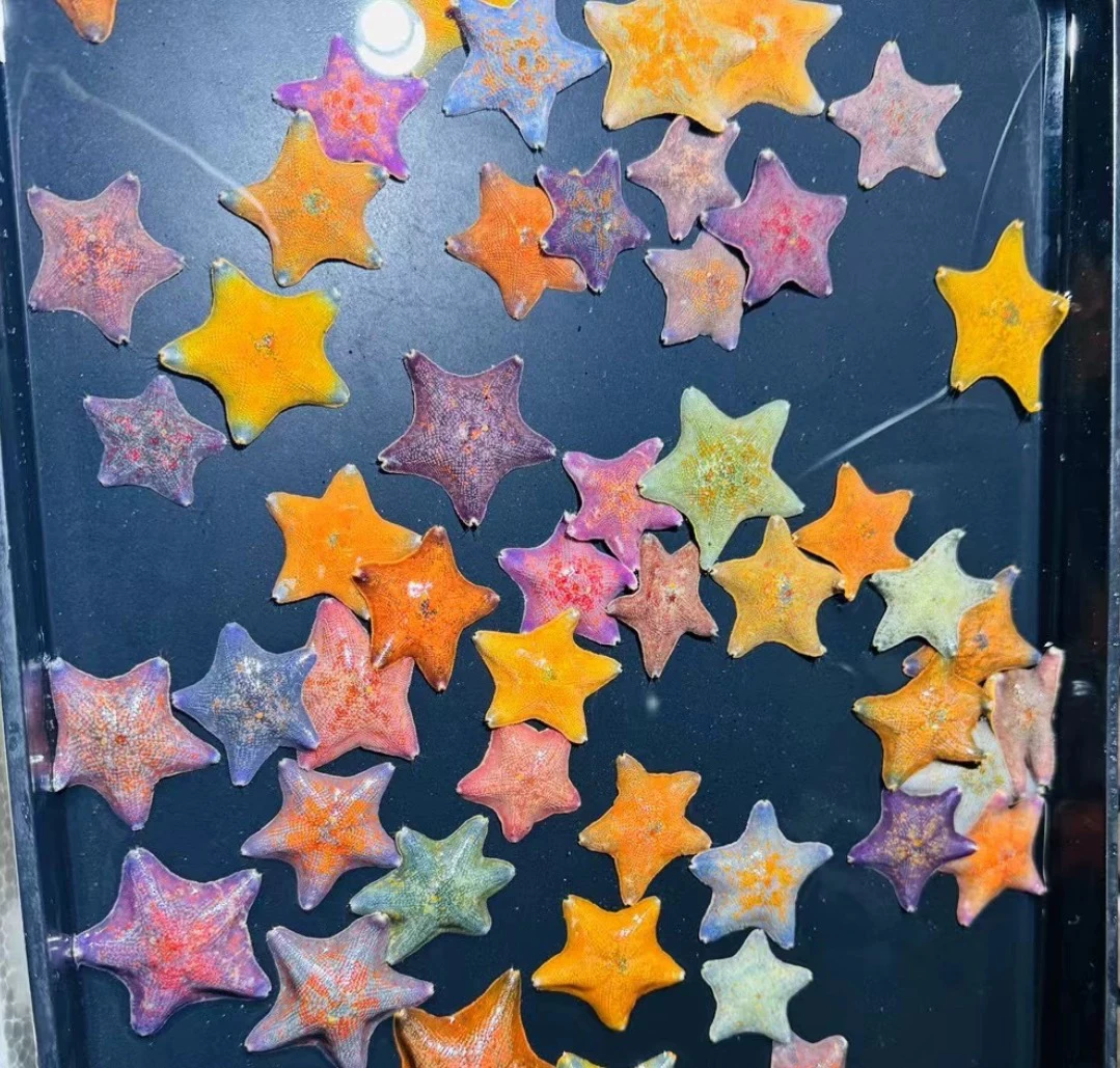 海燕海星派大星活体同款桌面萌宠 会翻跟头的派大星