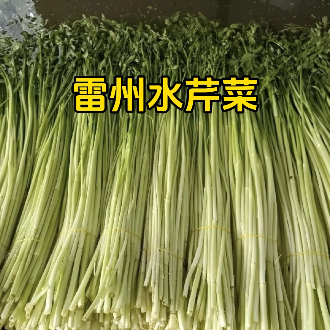 雷州当季水芹菜农家自种鲜嫩蔬菜