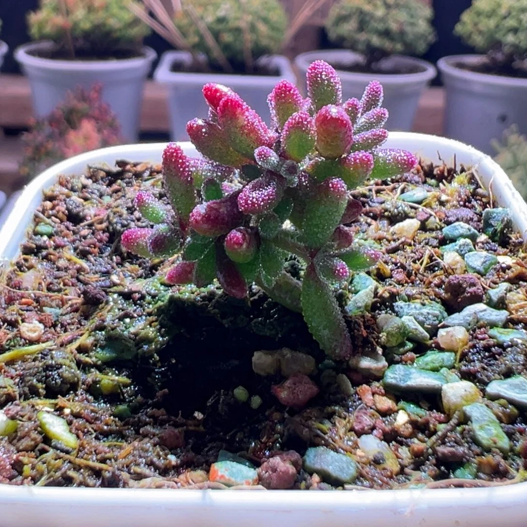 188红麒麟一物一拍包开箱