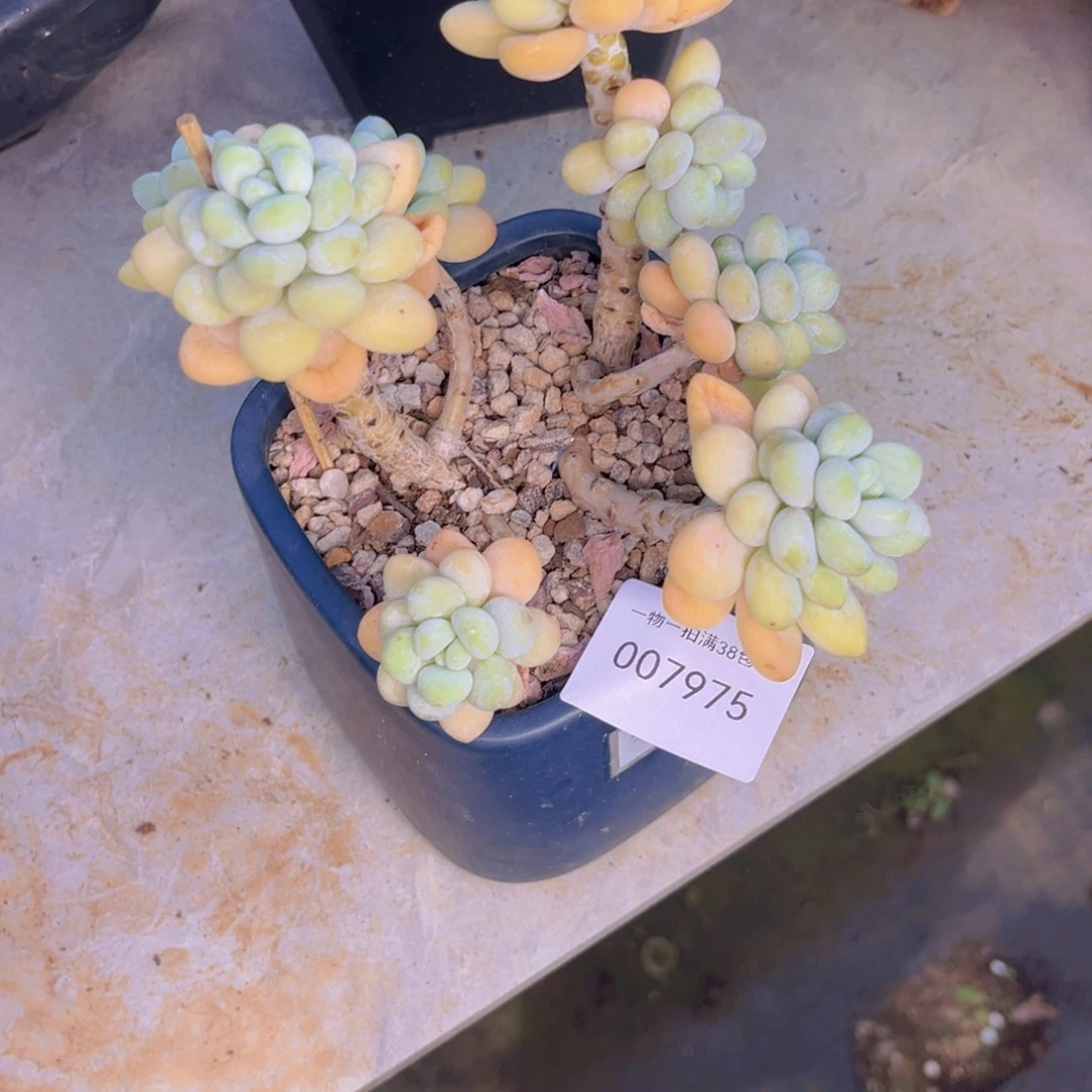 多肉一物一拍7975