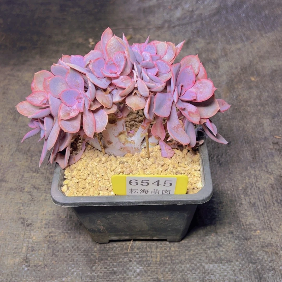 月***丘紫丁香6545多肉植物