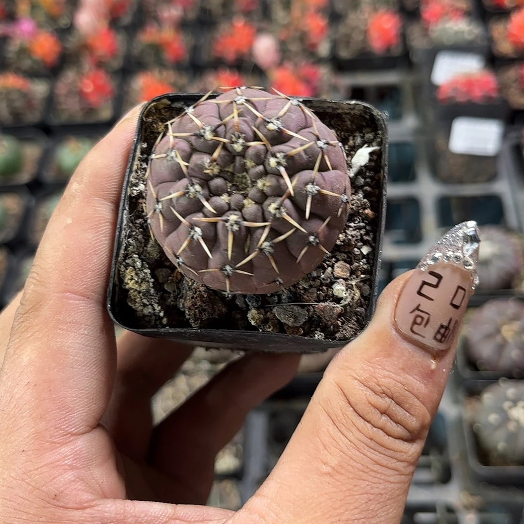 单头实生精选裸恶杂单头发货有根