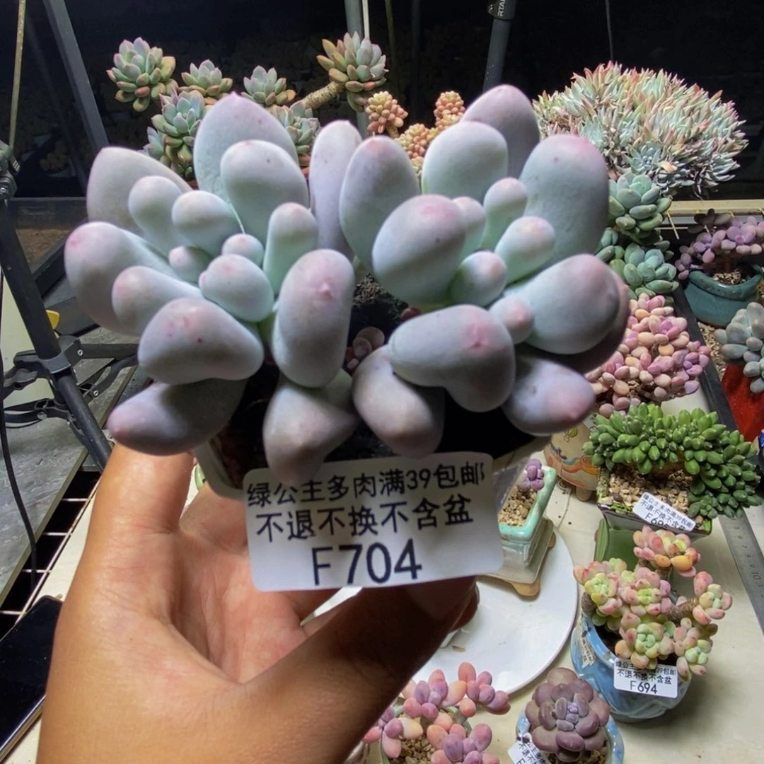 704米可奶多肉6cm