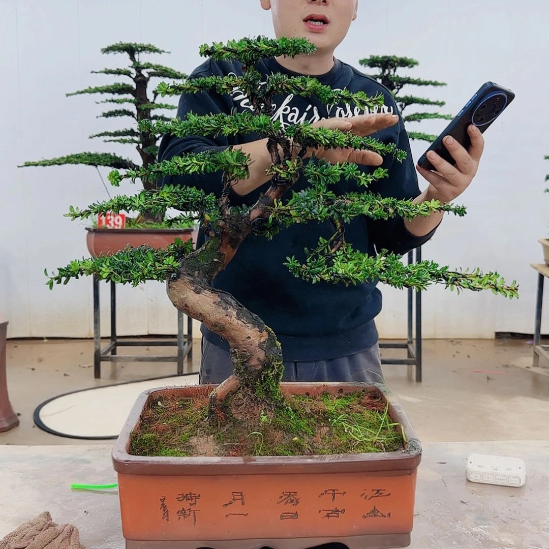 盆景制作过程非常