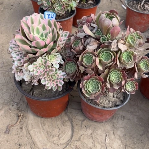 821多肉植物组合，