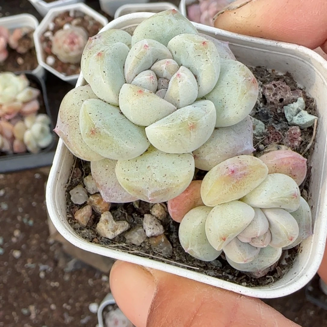 多肉小卡拉米糖心一物一拍