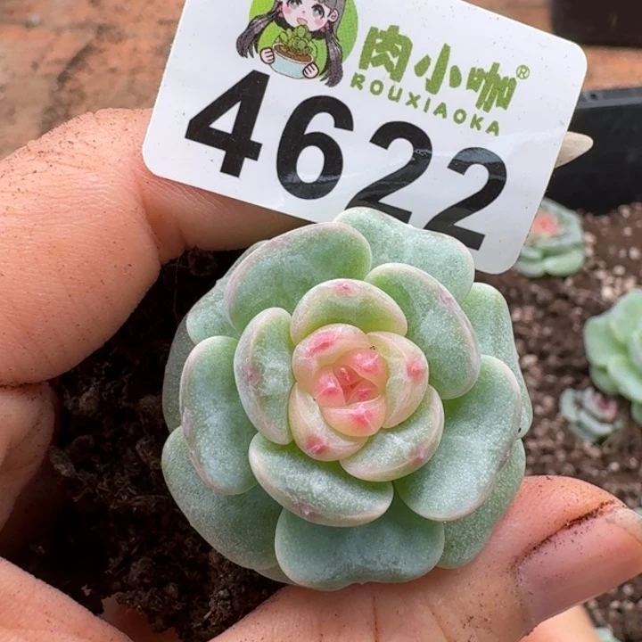 多肉植物多肉植物