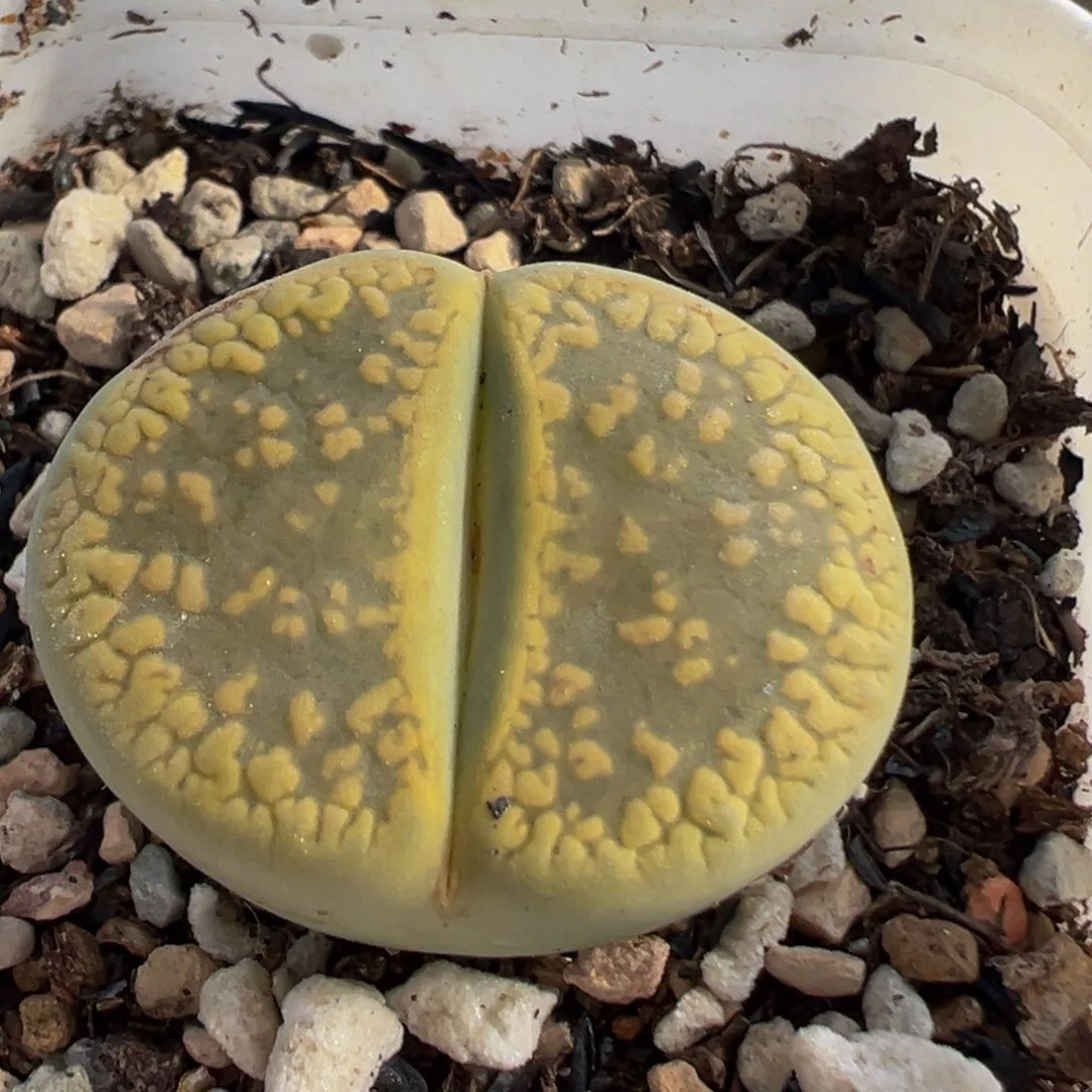 96多肉植物百科植物