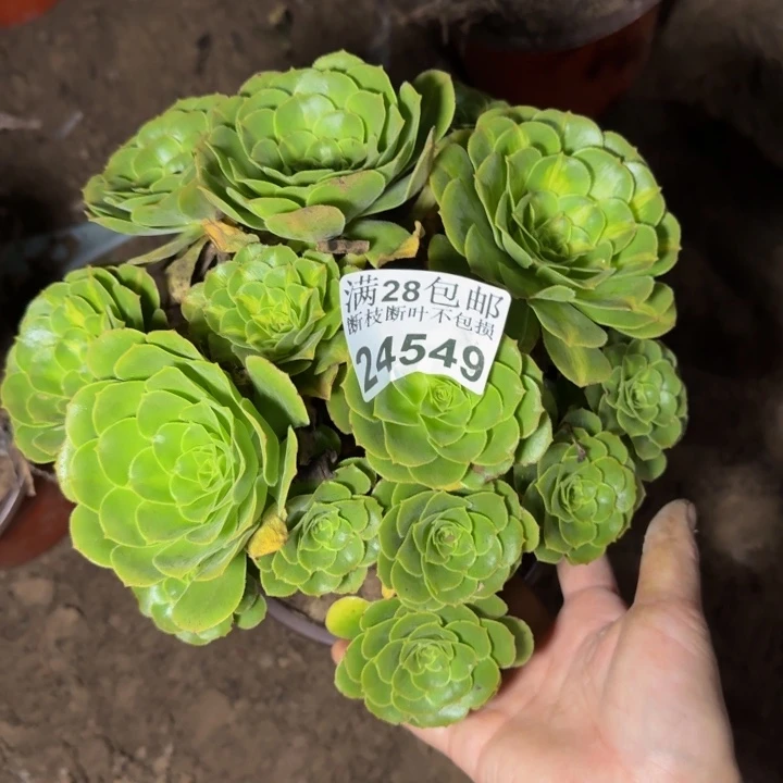 24549南琉璃多肉植物