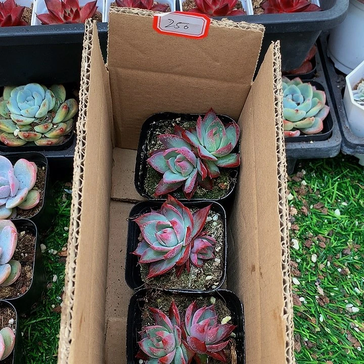 A250惊鸿仙子多肉