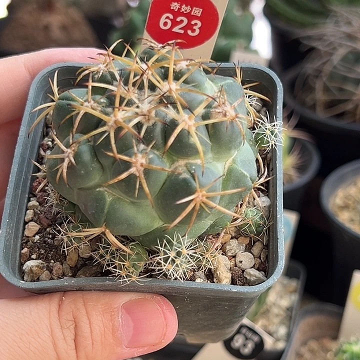 象牙群一棵仙人球