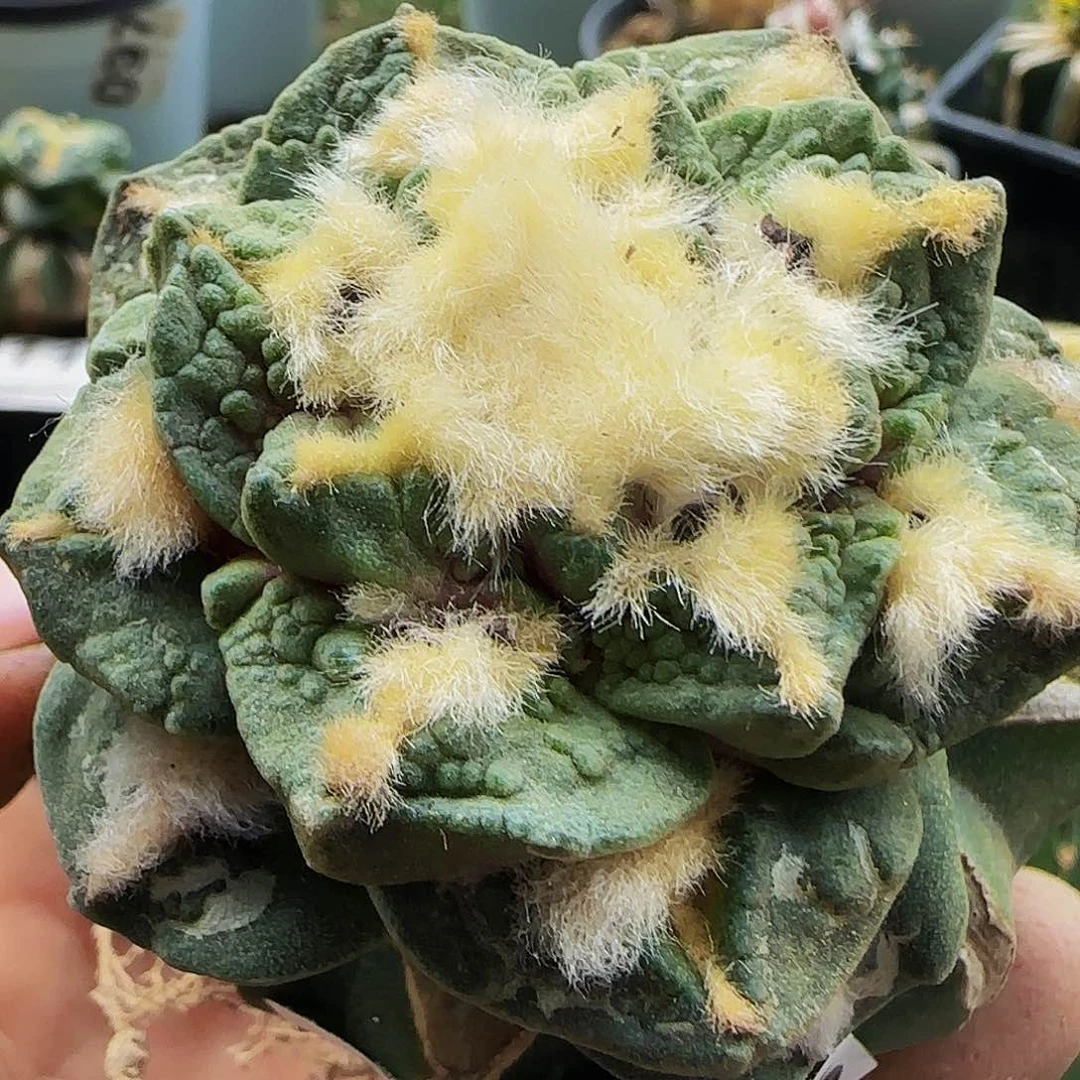 龟甲怒448仙人球