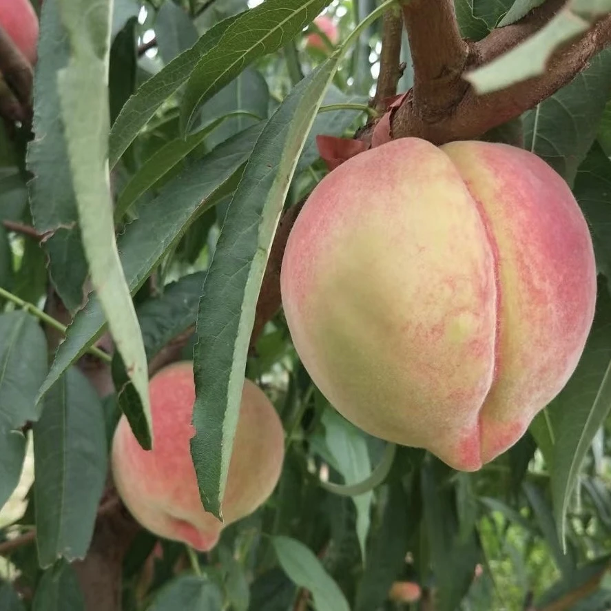 本地生态种植中华寿桃4-4.5斤,脆甜爽口,现摘现发送货上门。