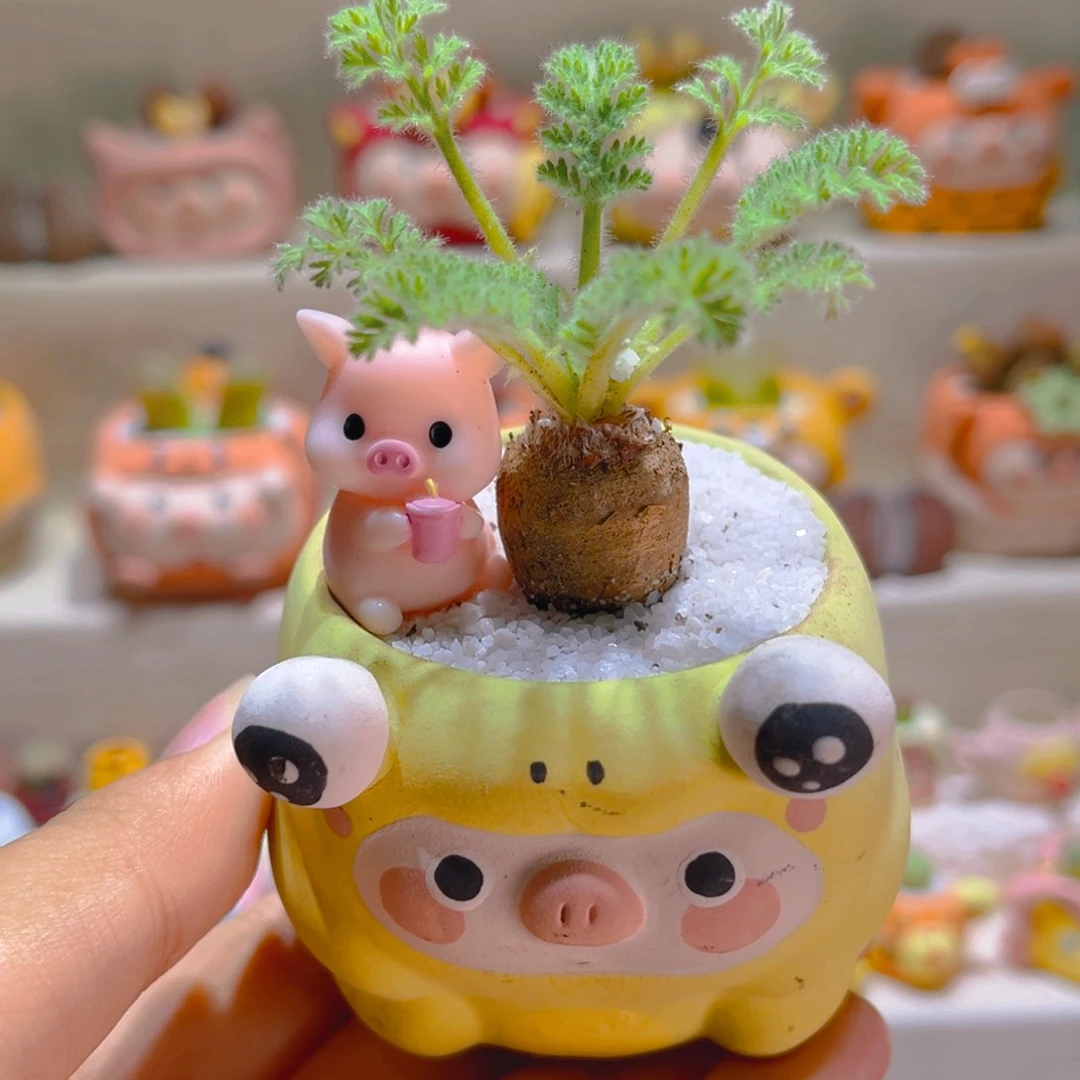 115羽叶洋葵带盆带土手工盆