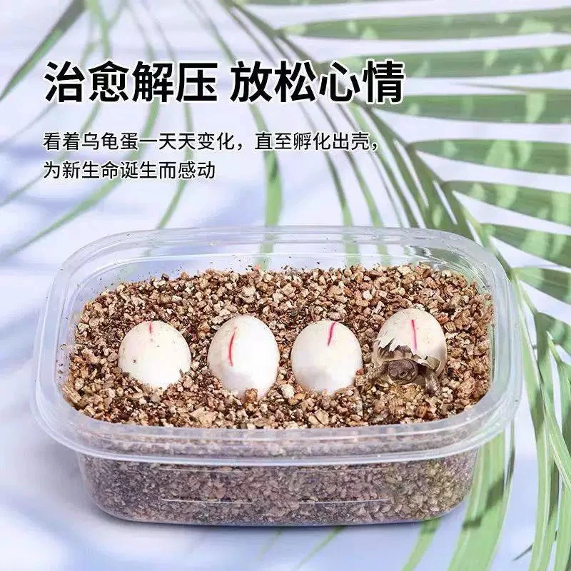 预售可孵化龟蛋 学生小宠物孵化蛋