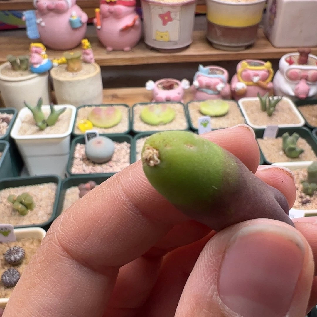 飘****152。1791冷香风铃。无根福利