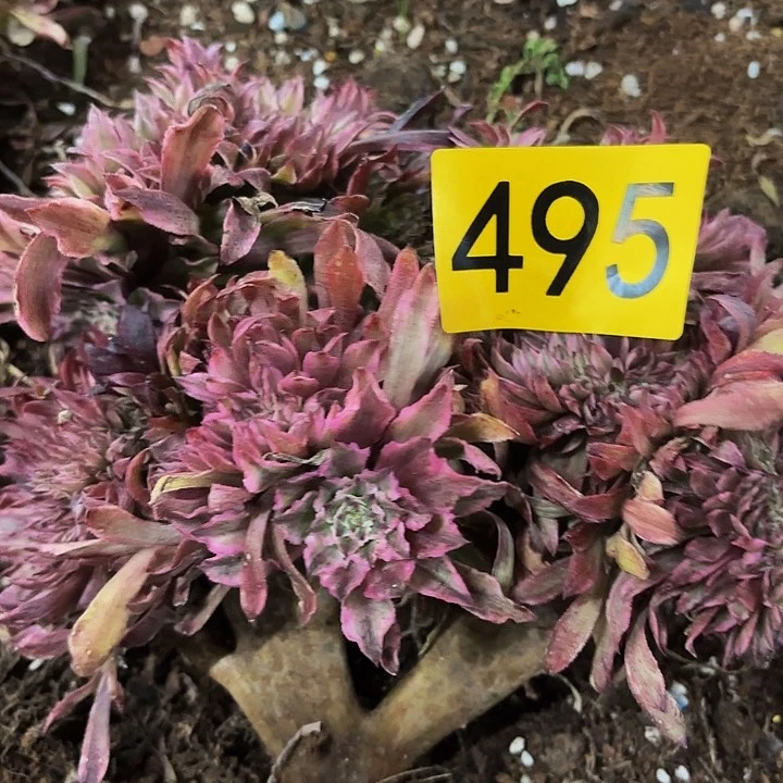 悠*多肉植物昼夜仙495