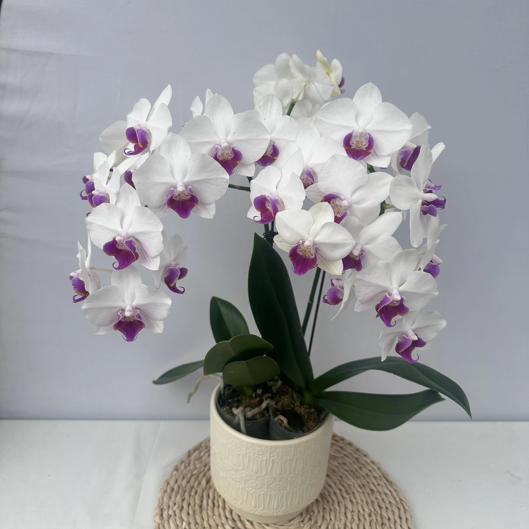 蝴蝶兰 【小魔仙】白花红心小花型 室内桌面花卉绿植乔迁送礼