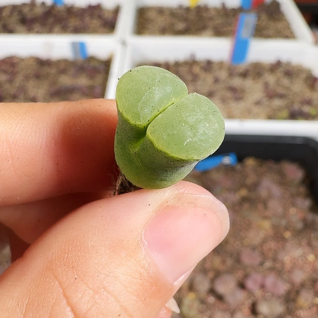 多肉植物福利风铃328